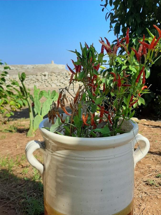 Tenuta L'Alba Di Monte Matino Otranto Exteriör bild